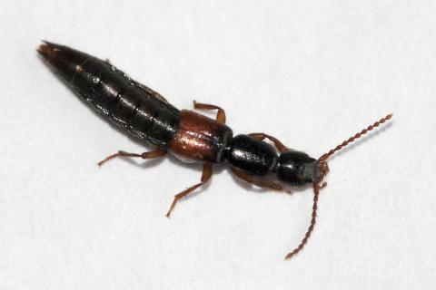 Ný jötunuxategund í Surtsey sumarið 2016