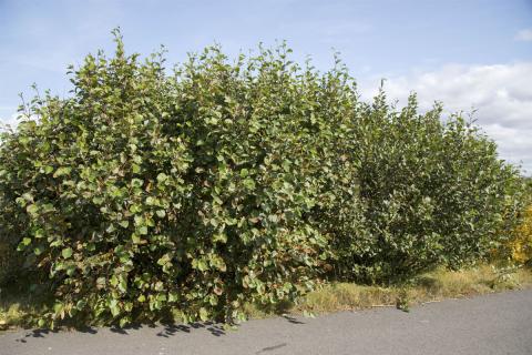 Sitkaelri við göngustíg í Selási. Ummerki eftir birkiþélu eru áberandi.