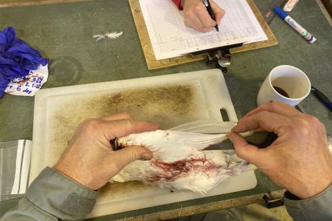 Vænglengd rjúpum mæld.