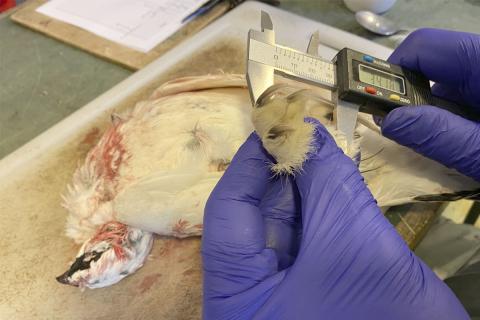 Ristarlengd rjúpu mæld.