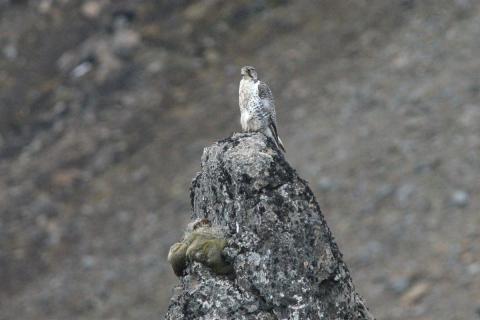Fálki á óðali í Suður-Þingeyjarsýslu