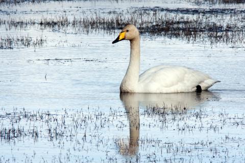 Í Lónsfirði er yfirleitt mikið af álft