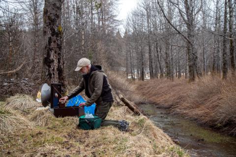 Fiðrildavöktun í Fljótshlíð