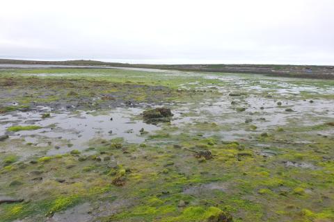 Fjara á Melrakkasléttu