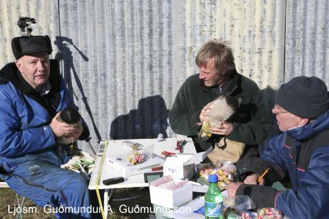 Margæsamerkingar 2007