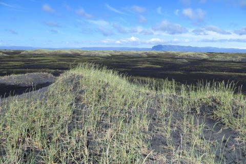 Strandgróður á Skeiðarársandi
