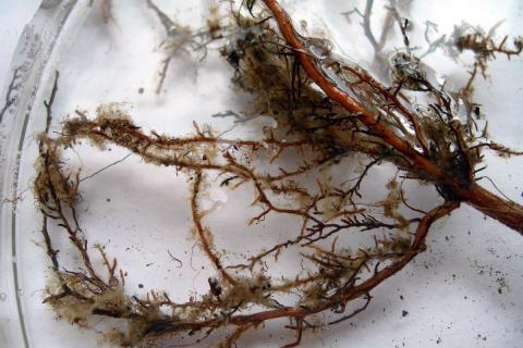 Svepparótarsveppir á grenigrein