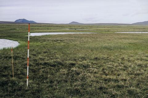 Hengistararflóavist