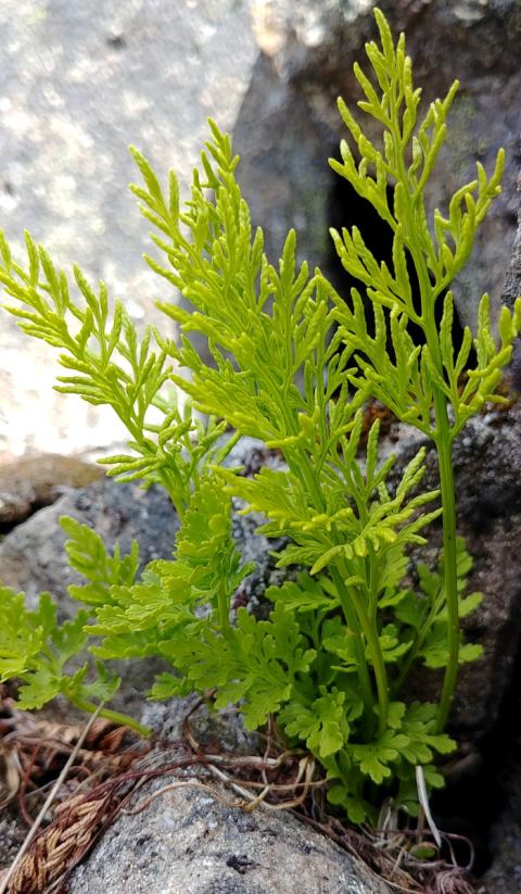 Hlíðaburkni í Ísafjarðardjúpi