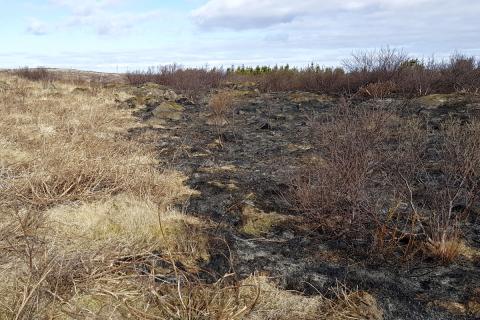 Gróðurskemmdir í Heiðmörk eftir bruna 4. maí 2021