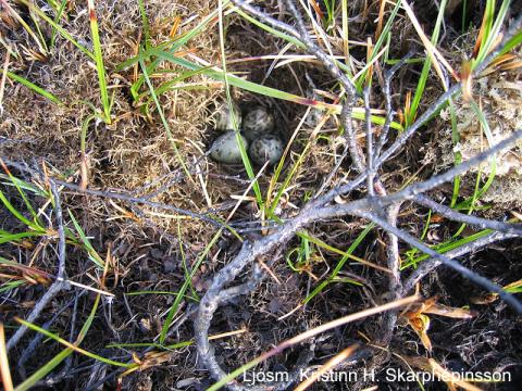 Hrossagaukshreiður á Mýrum