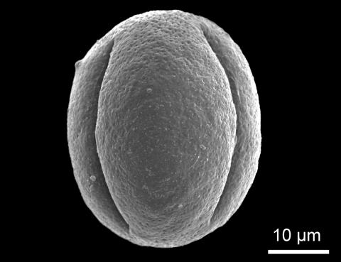 Frjókorn kornsúru (Bistorta vivipara)