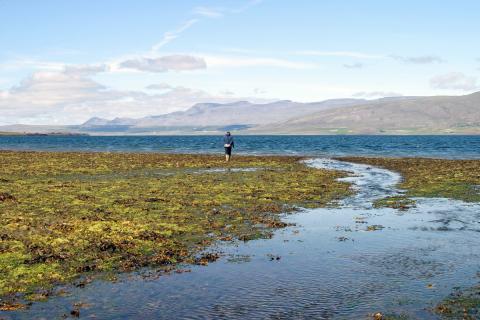 Kræklinga- og sölvaóseyrar