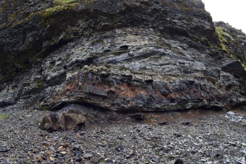 Plöntusteingervingar finnast í seti í Surtarbrandsgili