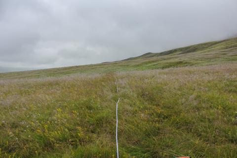 Língresis- og vingulsvist