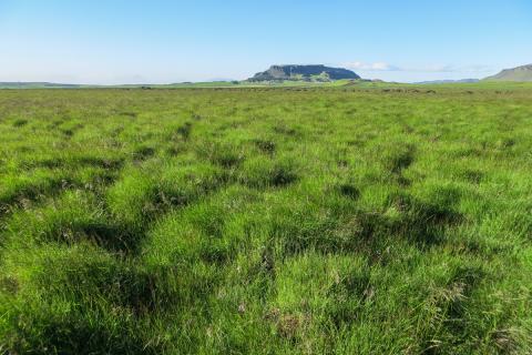 Língresis- og vingulsvist