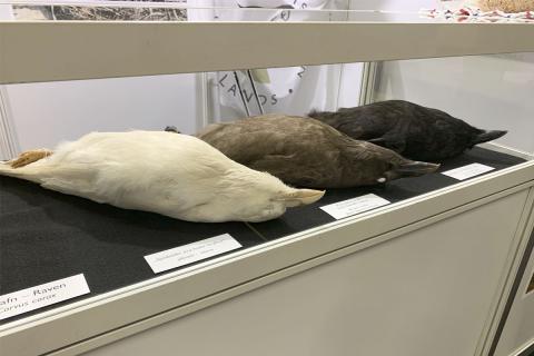 Sýningarbás Náttúrufræðistofnunar Íslands á Vísindavöku Rannís 2019