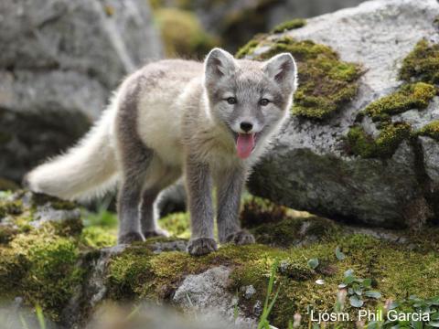 Refur á Hornströndum