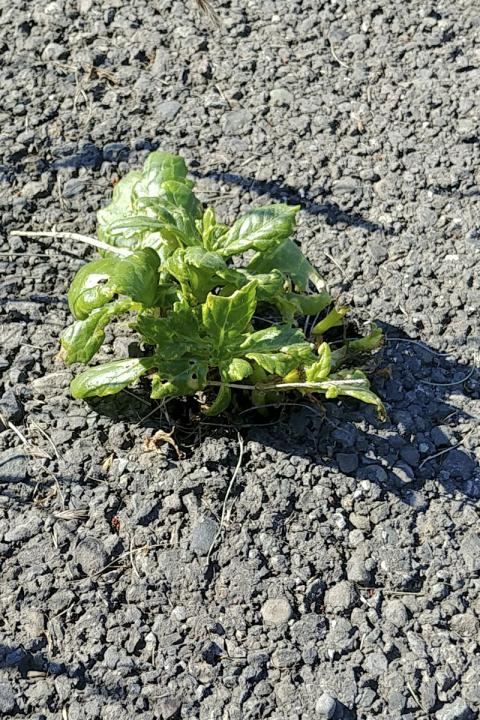 Stormþulur getur vaxið í gegnum malbik