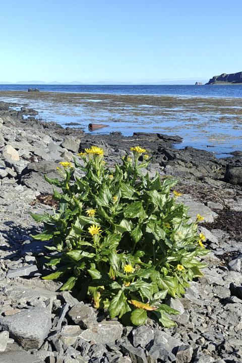 Stormþulur á Drangsnesi