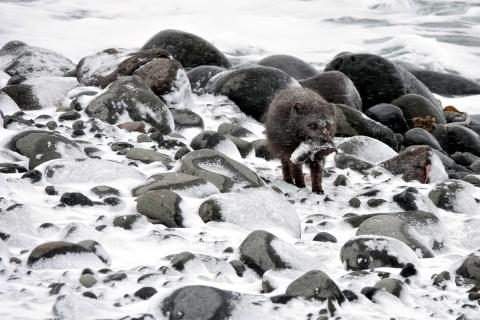 Refur með fisk í kjafti á Hornströndum