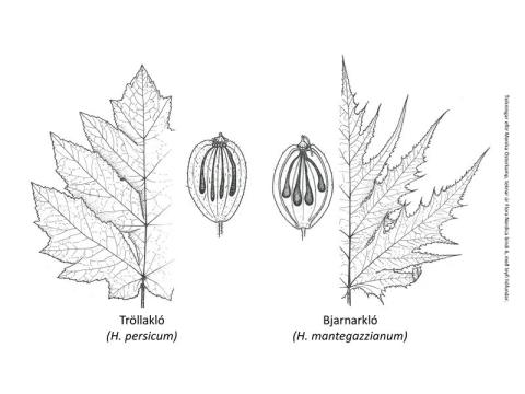 Blöð og aldin tröllaklóar og bjarnarklóar
