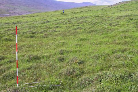 Runnamýravist á hálendi