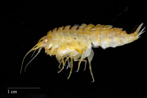 Marfló (Epimeria loricata)