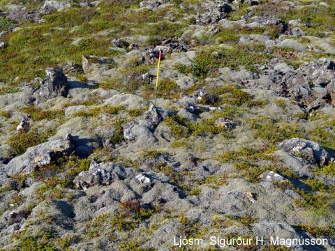 Kvarði við mat á mosaskemmdum: Engar skemmdir