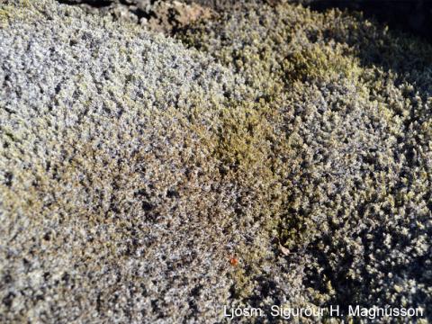 Kvarði við mat á mosaskemmdum: Litlar skemmdir