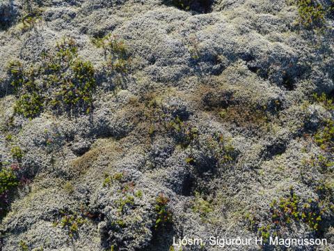 Kvarði við mat á mosaskemmdum: Nokkrar skemmdir