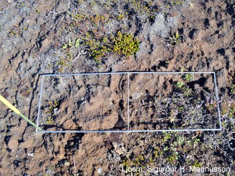 Kvarði við mat á mosaskemmdum: Miklar skemmdir