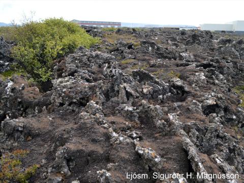 Kvarði við mat á mosaskemmdum: Mjög miklar skemmdir