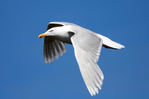 Silfurmáfur í Surtsey