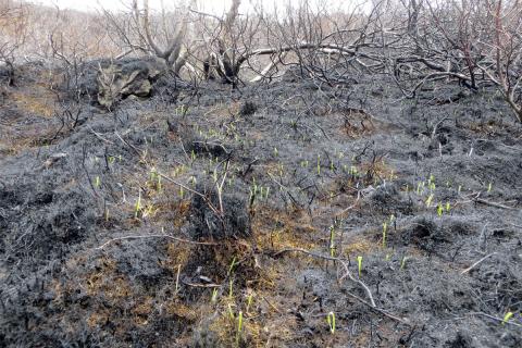 Grasnálar stinga upp kollinum eftir gróðureld í Norðurárdal 18.-19. maí 2020