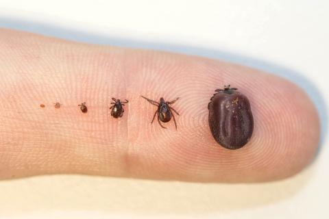 Skógarmítill á mismunandi þroskastigi