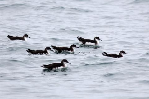 Skrofur við Vestmannaeyjar