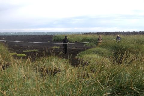 Hreiðurtalningar í Surtsey