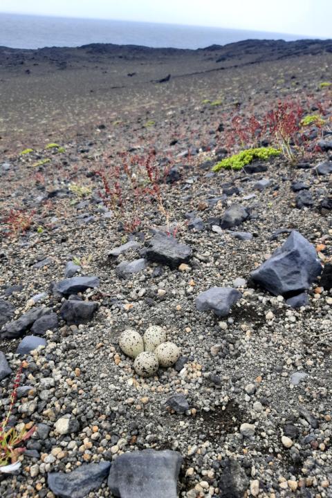 Sandlóuhreiður í Surtsey í júlí 2021