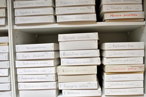Sveppir varðveittir í plöntu- og sveppasafni Náttúrufræðistofnunar Íslands á Akureyri