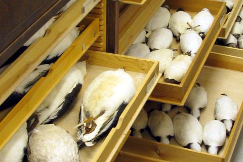 Fuglshamir varðveittir í þurrsýnaskála Náttúrufræðistofnunar Íslands