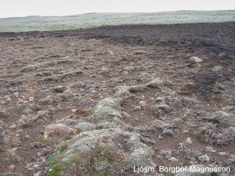 Flagmói við suðurjaðar brunasvæðisins