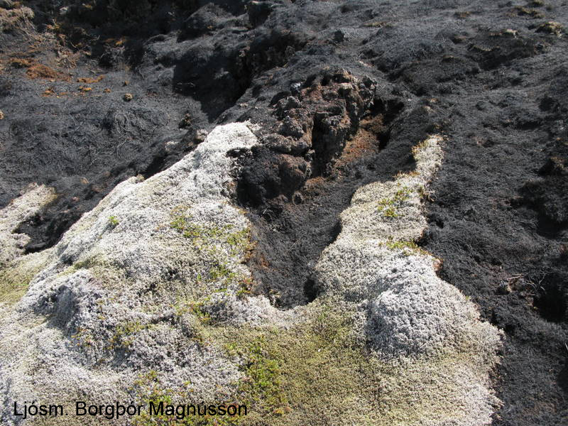Mörk brunans í mosaþembunni