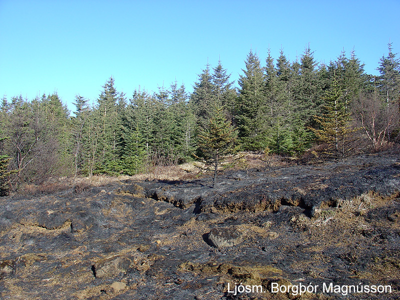 Brunasvæðið í hlíðinni við Hvaleyrarvatn