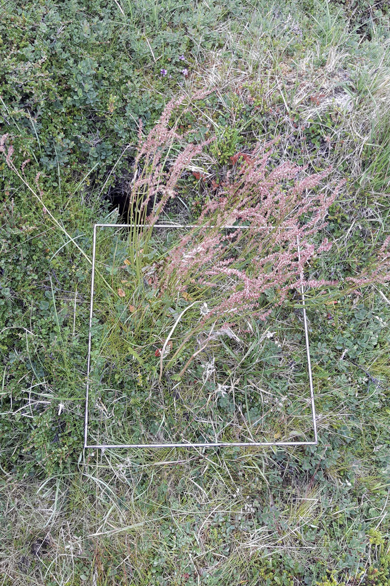 Gróðurreitur rannsakaður við refagreni á Melrakkasléttu sumarið 2021