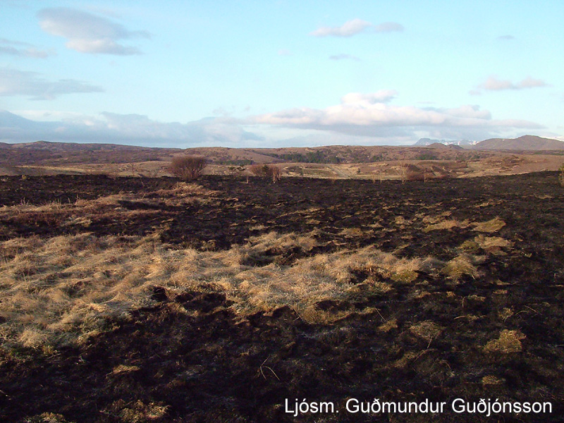 Frá svæðinu suðaustan Hvaleyrarvants sem brann aðfararnótt 29. apríl 