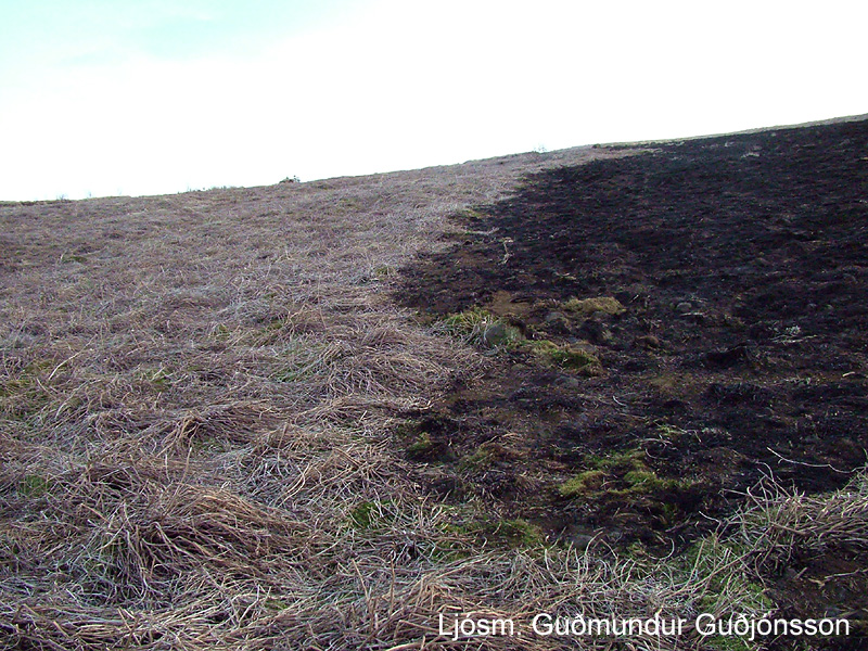 Jaðar brunasvæðisins suðaustan Hvaleyrarvatns