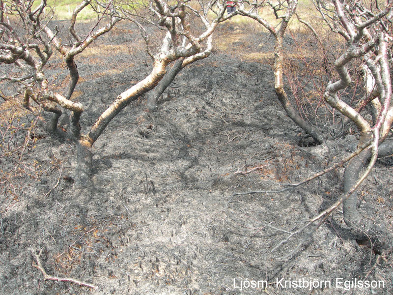 Sinubruni við Jarðlangsstaði 26. maí 2010
