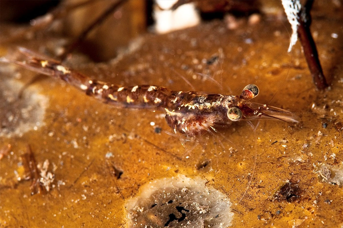 Ögn tillir sér á botninn í þarabelti