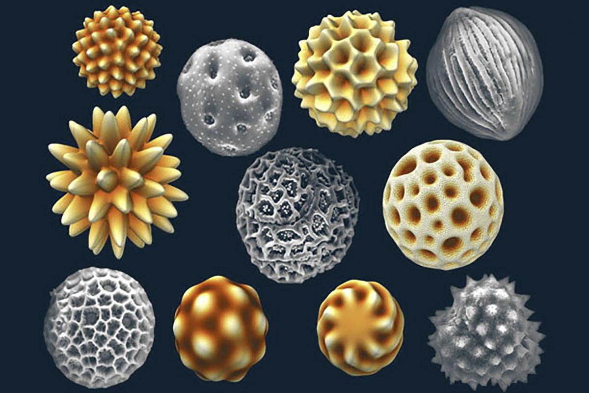 Frjókorn eru afar fjölbreytt og oft mjög falleg. Hver og ein tegund býr yfir flóknu, sértæku mynstri á yfirborði. Skreytingarnar sem mynda mynstrið eru frá minna en 100 nanómetrum upp í nokkra míkrómetra
